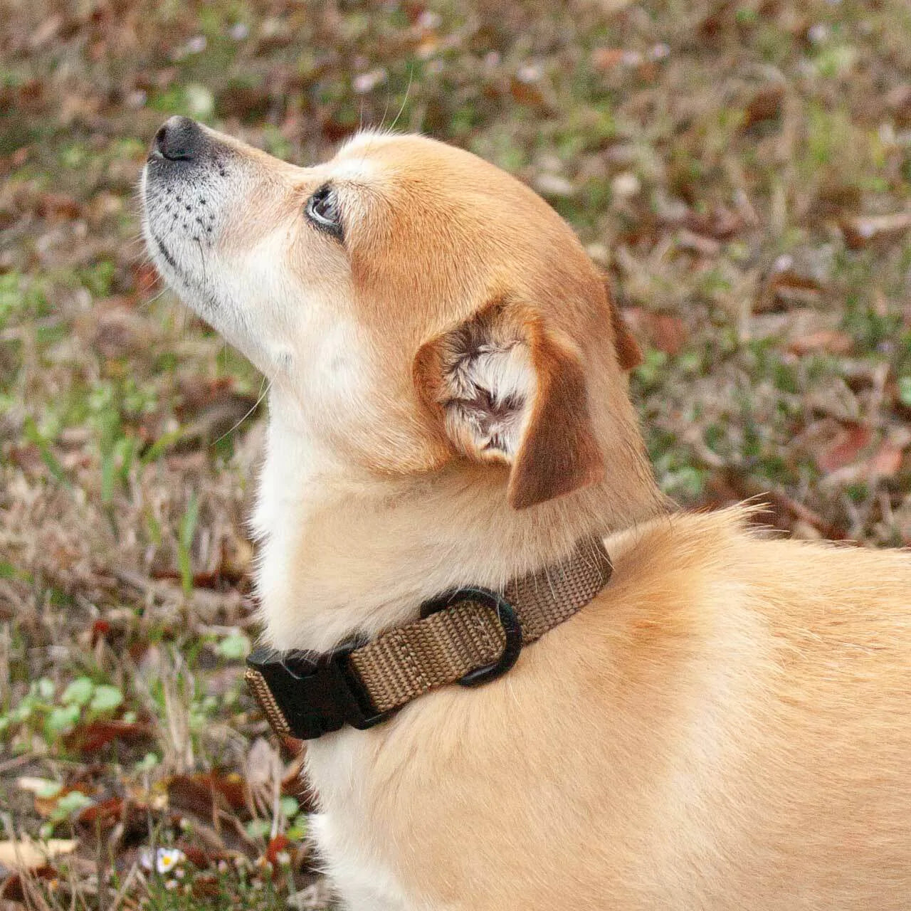 Tactical Pet Supplies - K9 Gear